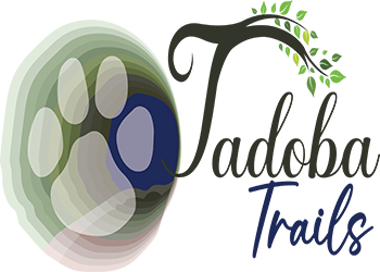 Tadoba Safari Stay