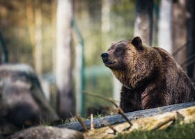 Pagandi-Zari Close-up of a grizzly bear sitting peacefully in a forest setting, showcasing its powerful presence.