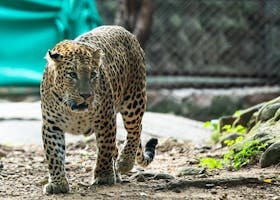 Pagandi-Zari A captivating image of a leopard prowling in its natural habitat, showcasing its grace and strength.