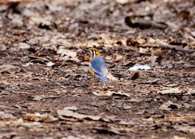 Pagandi-Zari A vibrant bird stands on a bed of autumn leaves, showcasing natural beauty.