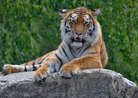 Pagandi-Zari A majestic tiger lying on a rock in a lush green forest, showcasing its regal presence.