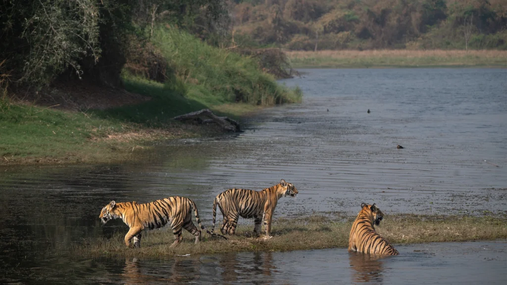 Home tadoba 1