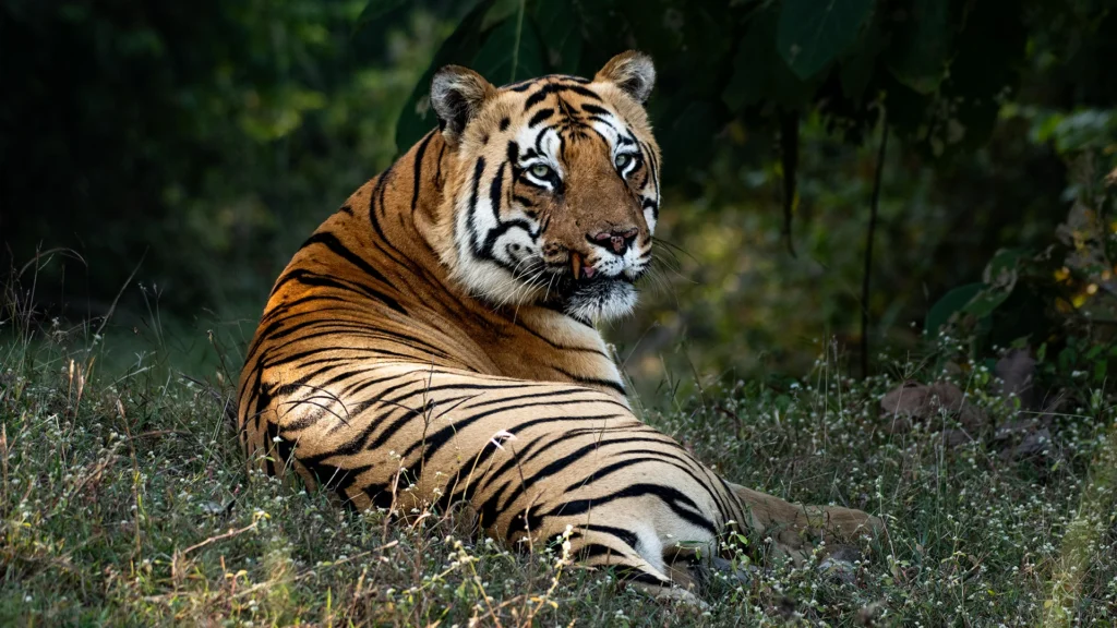 Home tadoba 11