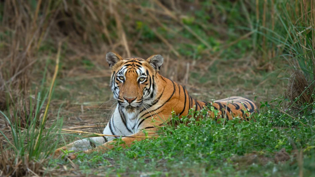 Home tadoba 18 i