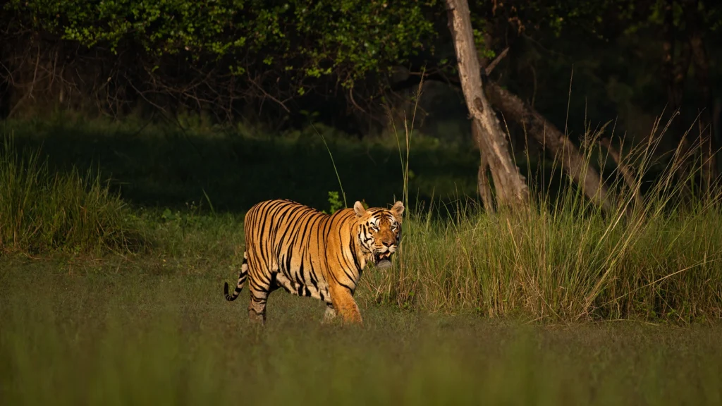Home tadoba 9